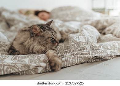 Sleeping Domestic Gray Fluffy Cat On Bed, Against Blurred Background Of Sleeping Young Woman. Comfortable Bed Linen, Comfortable Bed, Soft And Warm Duvet. Comfort In Home. Peaceful Sleep