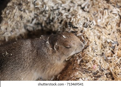 Sleeping Dormouse