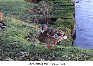 Sleeping Duck By The Water