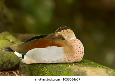 Sleeping Duck In Green