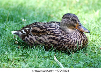 Sleeping Duck, Portrait