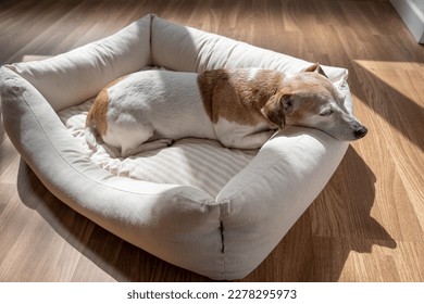 Sleeping elderly dog Jack Russell terrier. Sunny day siesta rest sleeping. Enjoying comfortable white dog bed indoor. Resting Jack Russell terrier. Adorable portrait of resting pet 