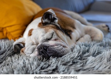 Sleeping English Bulldog Portrait, Shallow Depth Of Field