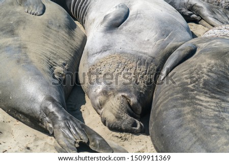 Similar – kuschelzeit Küste Farbfoto