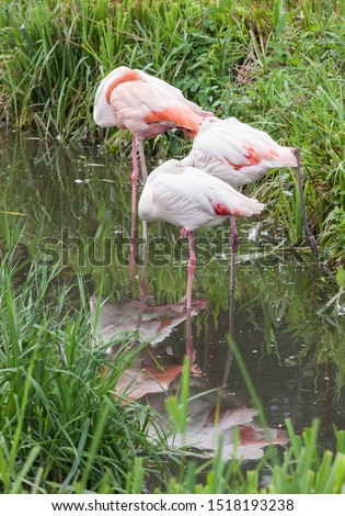 Sleeping flamingos in a pond