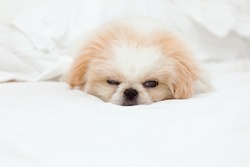 Sleeping Fluffy Puppy Dog At White Blanket Bed. Pet At Home.Empty Space For Text.Mock.Pet Resting At Home.