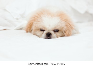 Sleeping Fluffy Puppy Dog At White Blanket Bed. Pet At Home.Empty Space For Text.Mock.Pet Resting At Home.