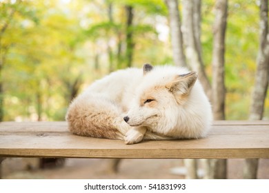 Sleeping fox