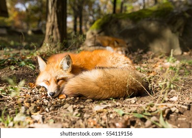 Sleeping Fox