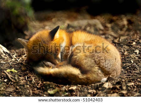 Sleeping fox.