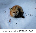 The sleeping fox in winter