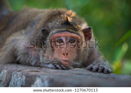 
Sleeping is a free activity of monkeys in Chonburi, Thailand.