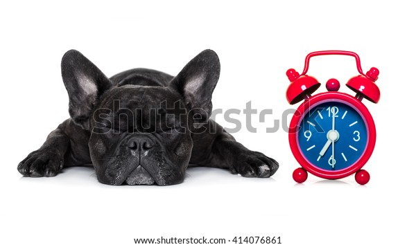 sleeping french bulldog dog with alarm clock, isolated on