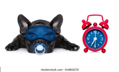 sleeping french bulldog dog   dreaming  and alarm clock isolated on white background