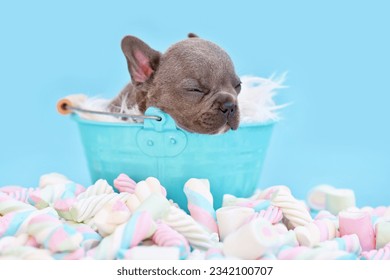 Sleeping French Bulldog dog puppy in bucket on blue background with marshmallow sweets
