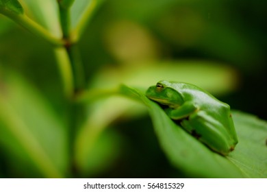 Sleeping Frog