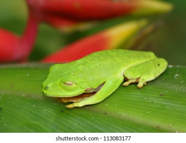 Sleeping frog blending into its environment - Red-eyed Treefrog, Agalychnis callidryas using camoflauge - Powered by Shutterstock