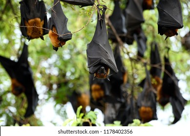 Sleeping Fruit bats or Hanging flying fox in day time with closed eyes while resting on tree bush, scary mammal