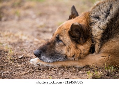 Sleeping German Shepherd Dog Outdoor On Ground