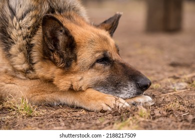 Sleeping German Shepherd Dog Outdoor On Ground