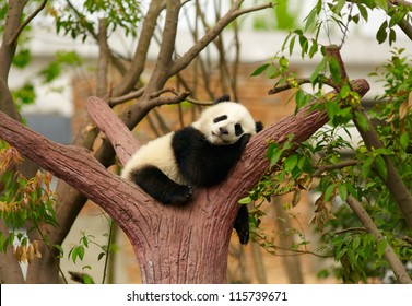 Sleeping Giant Panda Baby