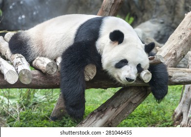 A Sleeping Giant Panda Bear