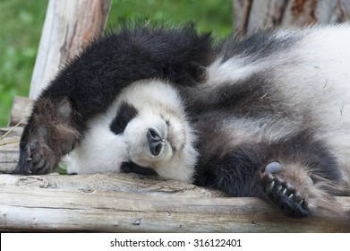 A Sleeping Giant Panda Bear