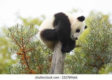 Sleeping Giant Panda. Cub Of Giant Panda Bear Playing On Tree. Panda Bear Tired And Sleeping In Tree. Cute Young Silly-looking Panda Sitting On A Tree. Ailuropoda Melanoleuca