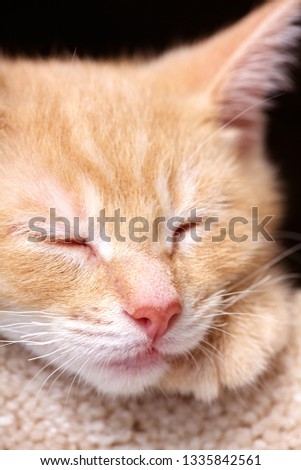 sleeping ginger cat