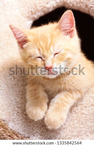 sleeping ginger cat