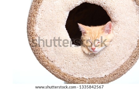 sleeping ginger cat