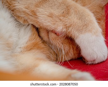 Sleeping ginger tom cat with white paw over face - Powered by Shutterstock