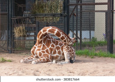 Sleeping Giraffe