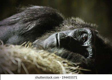Sleeping Gorilla on a bed of straw in the zoo