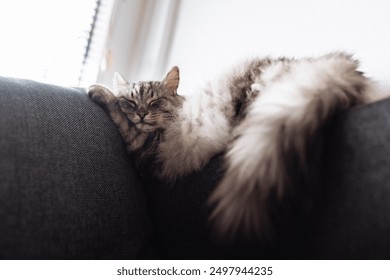 sleeping gray fluffy big cat sleeps on couch in funny pose, by window - Powered by Shutterstock