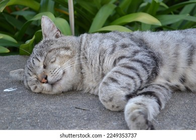 sleeping gray tabby cat on the street of Lisbon, Portugal - Powered by Shutterstock