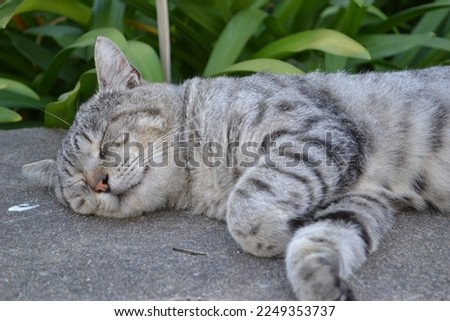 sleeping gray tabby cat on the street of Lisbon, Portugal