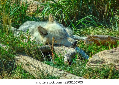 Sleeping Gray Wolf Yellowstone Pack