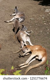 Sleeping Group, Red Kangaroo, Megaleia Rufa