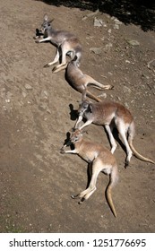 Sleeping Group, Red Kangaroo, Megaleia Rufa