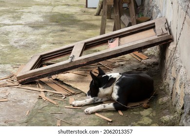 Sleeping Guard Dog In Broken Wood