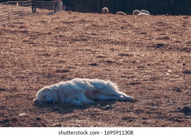 Sleeping Guard Dog On The Farm