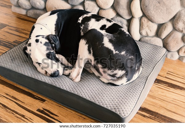 Sleeping Harlequin Great Dane Dog Curled Stock Photo Edit Now