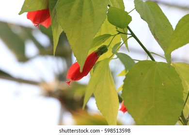 Sleeping Hibiscus Stock Photo 598513598 | Shutterstock