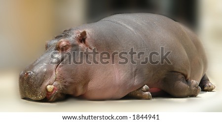 sleeping hippo
