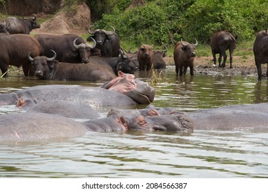 2,061 Sleeping hippo Images, Stock Photos & Vectors | Shutterstock