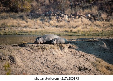 Sleeping hippos laying next to a water source 