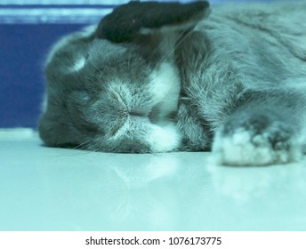 Sleeping Holland Lop Rabbit