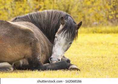Sleeping horse on nature 