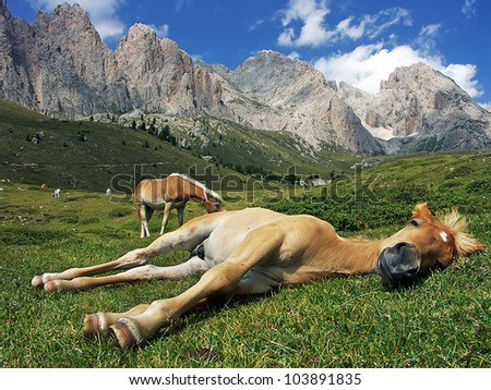 Sleeping horse, Val Gardena, Dolomite, Italy